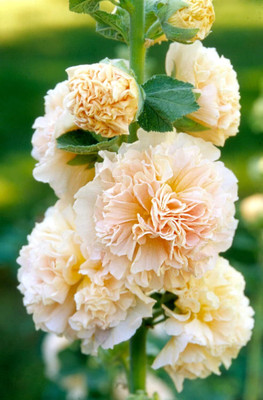 Lorvox Hollyhock Mixed Color Seed(8 per packet)