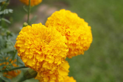 EyePlex marigold/gende ka phool flower seeds Seed(50 per packet)