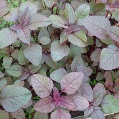 KANAYA Amaranthus Seed(20 per packet)
