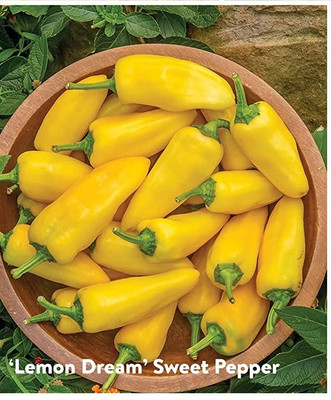 Qualtivate ICRA-9A Hybrid Chilli sweet cayenne peppers Seed(300 per packet)