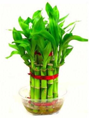 seedargo Bamboo, Lucky bamboo, hybride lucky bamboo seed Seed(20 per packet)