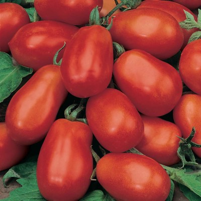 Flipkart SmartBuy Tomato Roma Seed(25 per packet)