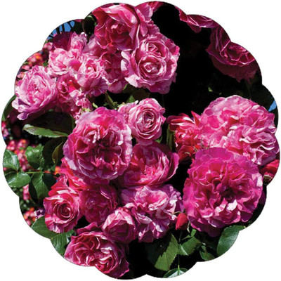 CYBEXIS PUAS-94 - Raspberry Cream Twirl Rose Climbing Rose - (300 Seeds) Seed(300 per packet)
