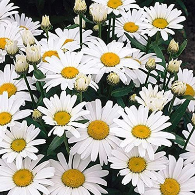 VibeX ® LXI-267 Seeds Giant Ornamental Chamomile Seed(250 per packet)