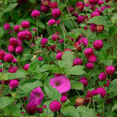 Lorvox Gomphrena Mixed Colour Flower Seeds Hybrid F1 Seed(78 per packet)