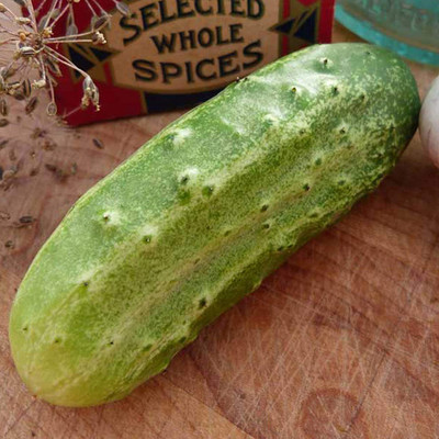 Quentova Salad Cucumber Seeds for Planting Outdoors-VIC-2C Seed(250 per packet)