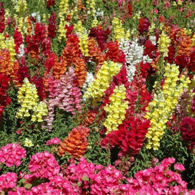 Lorvox Antirrhinum/Snapdragon/Dog Flower Dwarf Flower Seed(105 per packet)