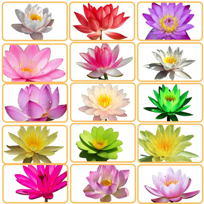 SUTEX ENTERPRISE Best Quality Premium Hybrid, Farmers Choice Rainbow Lotus Flower 10 Seeds Seed(10 per packet)