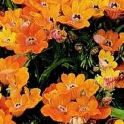 LPR NEMESIA Seed(40 per packet)