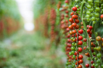 HYBRID tomato Seed(105 per packet)