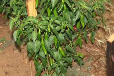 KNESSiN F1 Hybrid Long Red Serrano Pepper Seeds For Kitchen Gardening-(300 Seeds) Seed(300 per packet)