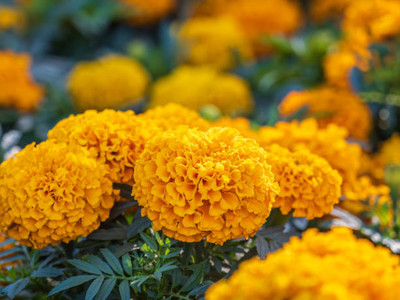 sm shop marigold/gende ka phool flower seeds Seed(75 per packet)