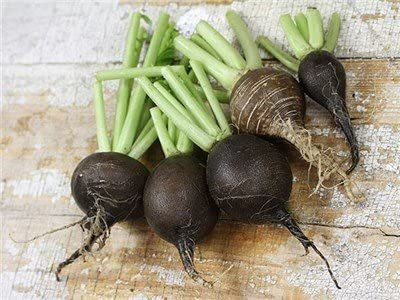 CYBEXIS XL-29 - Black Spanish Round Radish - (750 Seeds) Seed(750 per packet)