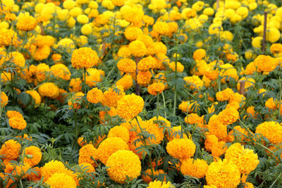 BALCONYPLANTX marigold/gende ka phool flower seeds Seed(50 per packet)