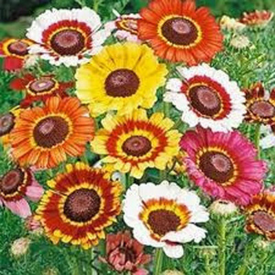 CYBEXIS PUAS-94 - Painted Daisy Beautiful Mulit Colored Blooms - (60 Seeds) Seed(60 per packet)