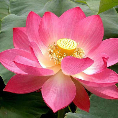 jkfarm Lotus, Kamal, Padma Phool Seed(5 per packet)
