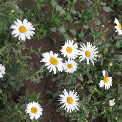 VibeX VVI-4 - Ornamental white crystal chrysanthemum - (90 Seeds) Seed(90 per packet)