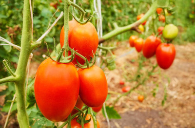 Sandhya Darshan tomato Seed(115 per packet)