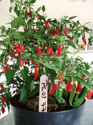 Qualtivate RES-5A Apache Red Chilli PepperSeeds Seed(300 per packet)