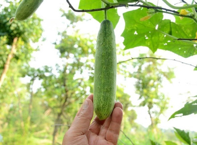 LPR CUCUMBER ,KHIRA Seed(50 per packet)