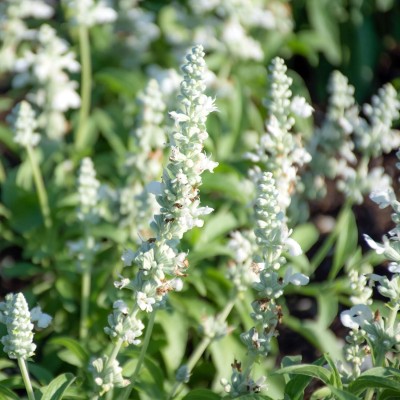 Qualtivate HYB-5A Salvia White Victory Sage Seeds Seed(100 per packet)