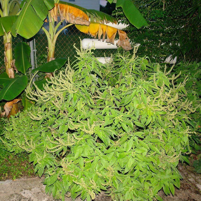 KNESSiN African Tree Basil [400 Seeds] Seed(400 per packet)