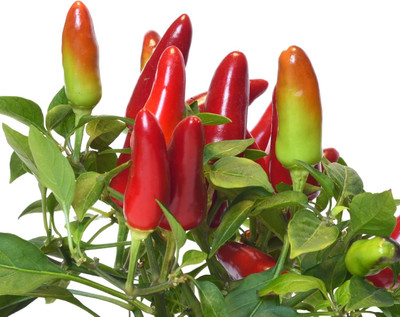 Biosnyg Heirloom Ornamental Pepper Seeds For Gardening-(2000 Seeds) Seed(2000 per packet)