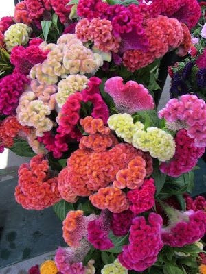 BSARKAR cosckscomb mix color's flowers seed Seed(50 per packet)
