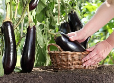 GREENSEA Hybrid Brinjal, Baingan, Bugun Seed(175 per packet)