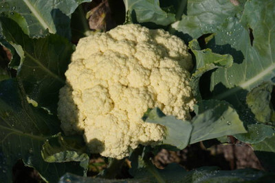 Falck Group white cauliflower,gobhee seeds Seed(25 per packet)