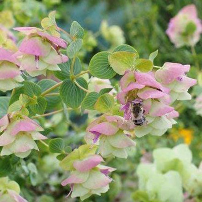 VibeX KGF -71 - Ornamental Oregano Kirigami Flower - (1350 Seeds) Seed(1350 per packet)