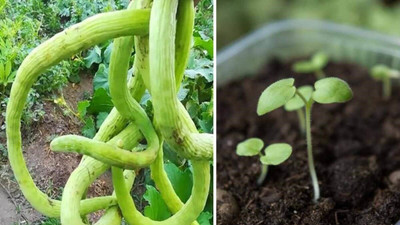CYBEXIS TLX-75 - Cucumber Kakri Long Melon - (1350 Seeds) Seed(1350 per packet)