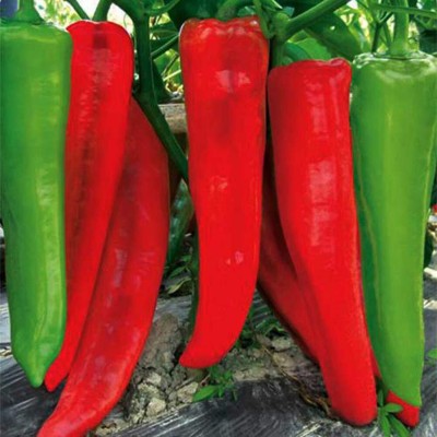 Lorvox Thai HOT Pepper Motti Chilli Very Spicy Seed(4000 per packet)