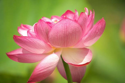 Parshwa lotus,kamal gatta Seed(10 per packet)
