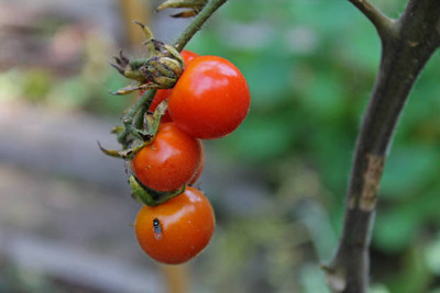 SAVRANA SHAKTI tomato Seed(115 per packet)