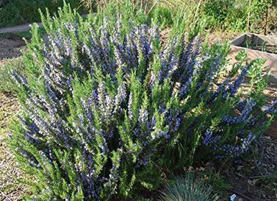 CYBEXIS XLR-91 - Blue Rosemary - (2250 Seeds) Seed(2250 per packet)