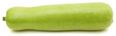 VibeX ® LXI-225 Organic F1 Hybrid Bottle Gourd Long Seeds Seed(50 per packet)