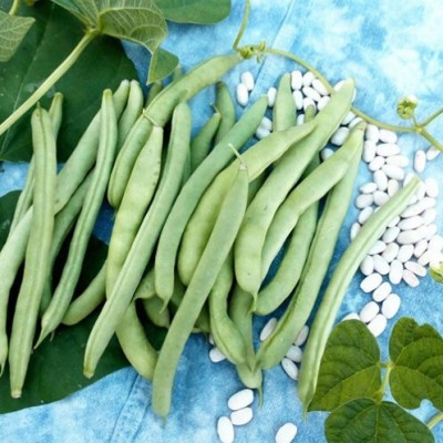 SeeGreen Lima beans (Phaseolus lunatus) Sem Phali for Home Garden_27 Seed(27 per packet)