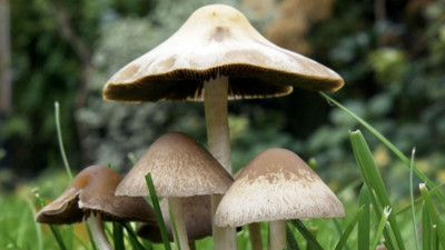 XOLDA Organic mushroom herb Seed(39 per packet)