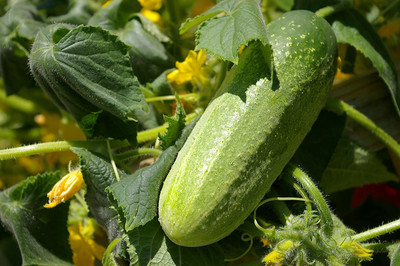CYBEXIS DELIKATESS Cucumber Seeds 1000 Seeds Seed(1000 per packet)