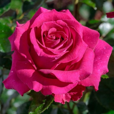 Qualtivate XXX-8A Stiletto™ Rose Seeds Seed(25 per packet)