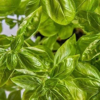 Quentova Italian Green Basil-RXI Seed(200 per packet)