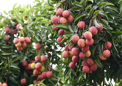 MAA LITCHI,LICHEE,LYCHEE Seed(11 per packet)