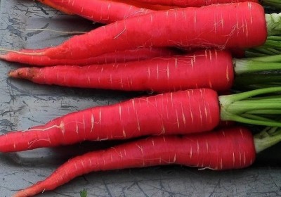 Avysa Red Carrot, Japanese Seed(200 per packet)