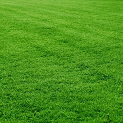 PMA Mexican Lawn Grass, Grass Seed for Gardening, Lawn Grass Seed(7000 per packet)