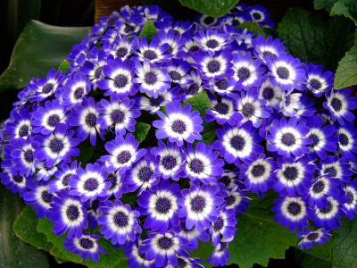 Lorvox Cineraria Seed(84 per packet)