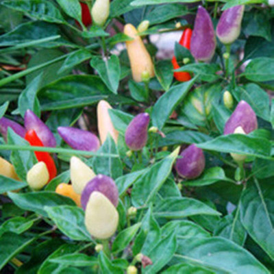KNESSiN Colorful Ornamental Chilli Seed(200 per packet)