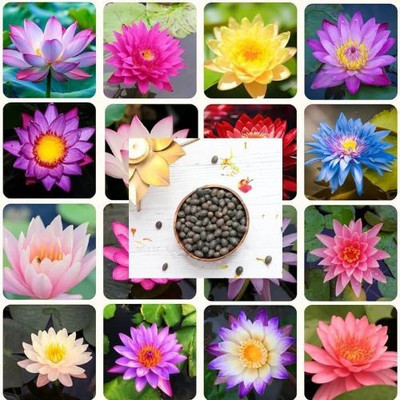 DEYS AGRO ™ lotus seeds mix colour,dwarf Seed(27 per packet)