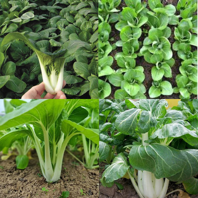sbains Pak Choi Seeds no of seeds 16 Seed(16 per packet)