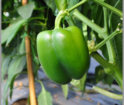 CYBEXIS VVI-21 - Capsicum/ Shimla mirchi - (1350 Seeds) Seed(1350 per packet)